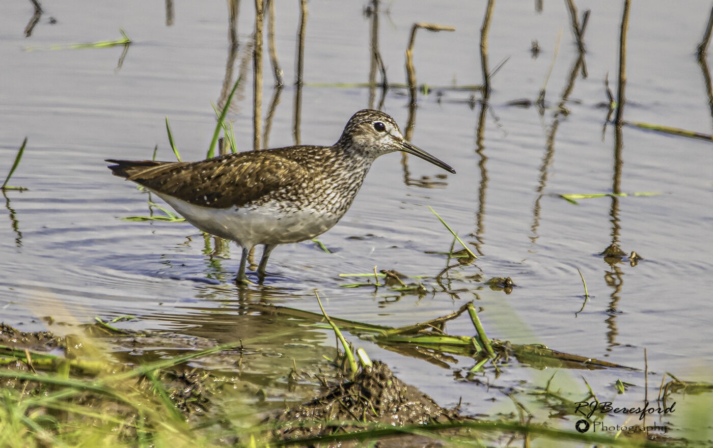 Green Sandpiper