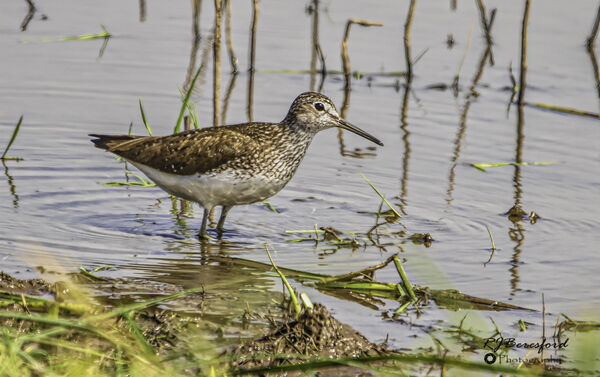 Green Sandpiper