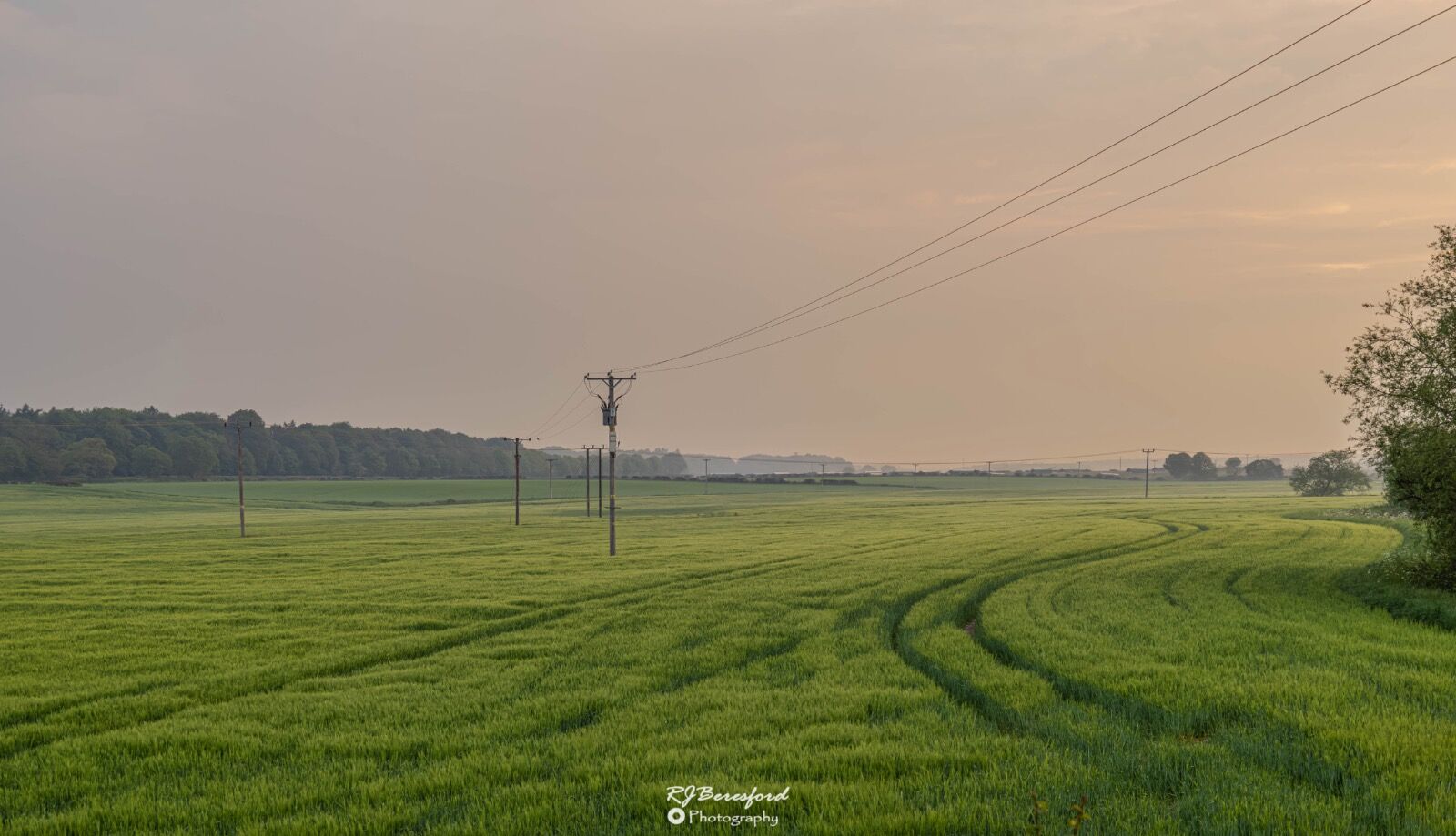 Green and Gold