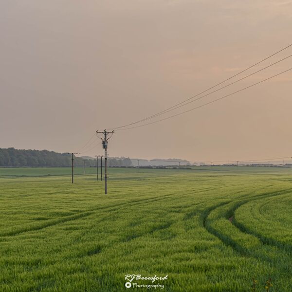 Green and Gold