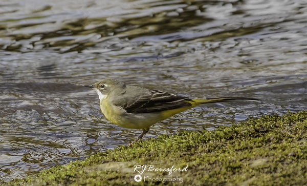 Grey Wagtail