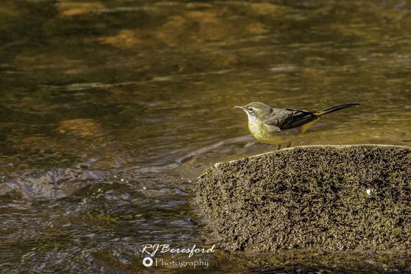 Grey Wagtail