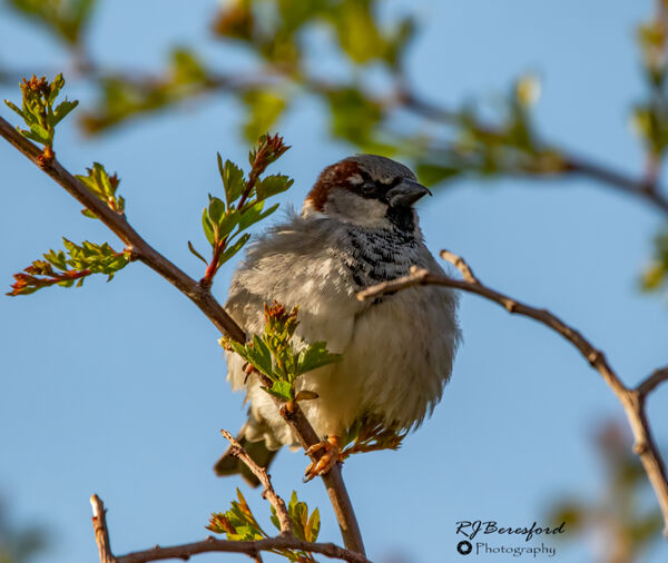 House Sparrow