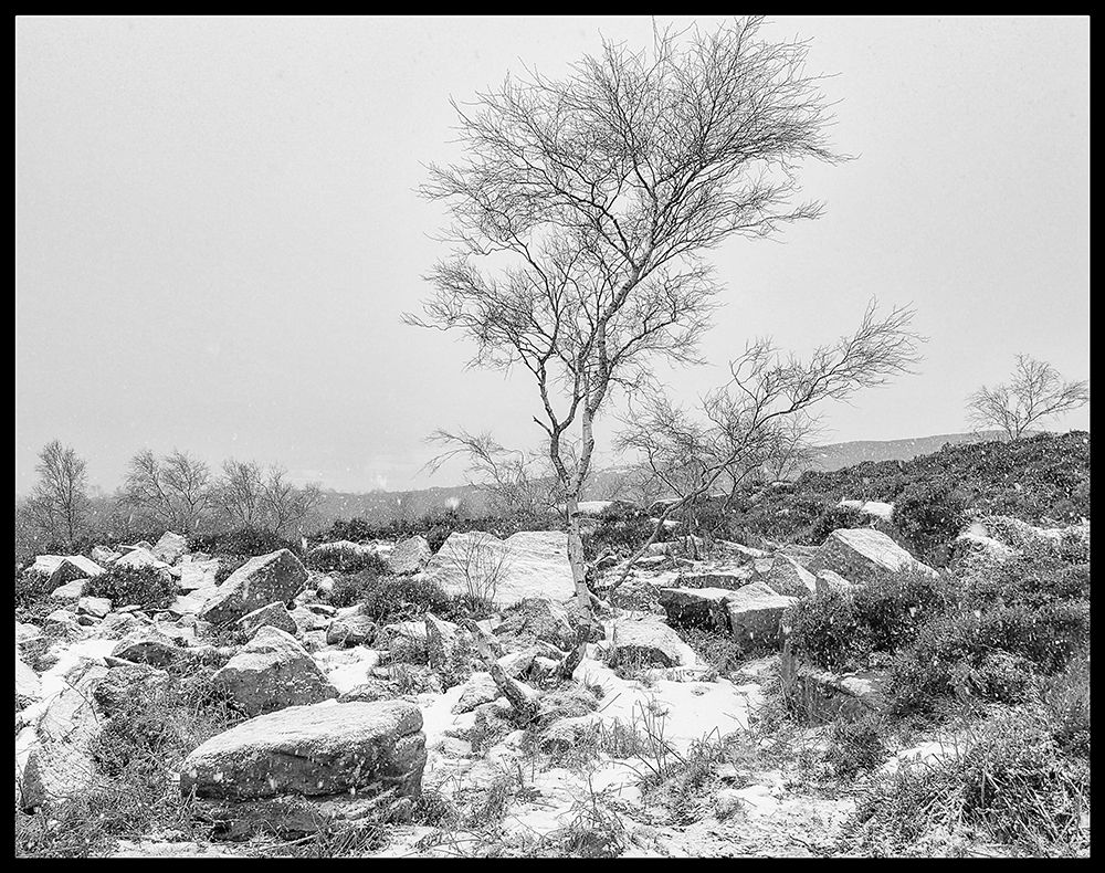 In Winters Grip B&W