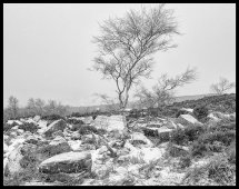 In Winters Grip B&W