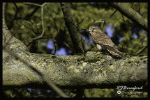 Kestrel