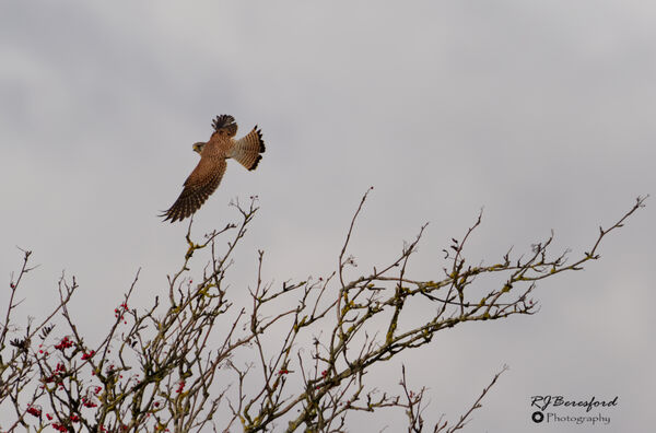 Kestrel in Flight