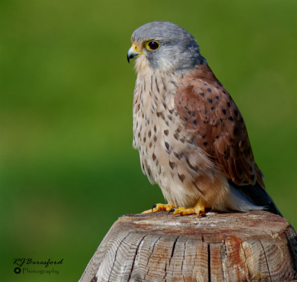 Kes