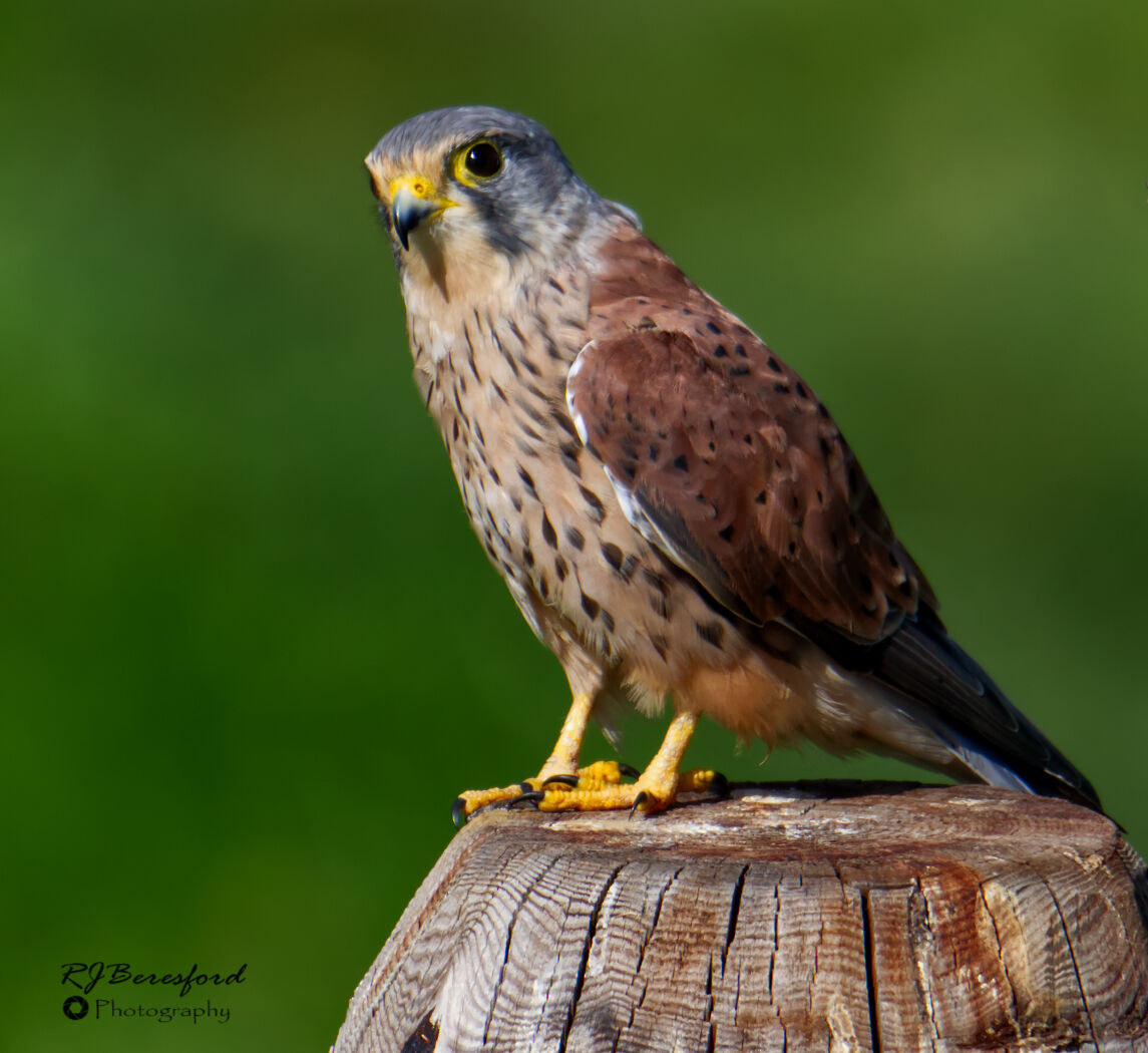 Kestrel on Post