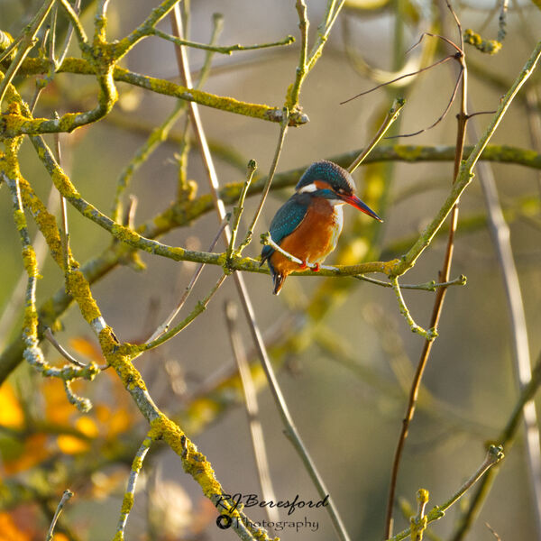 Kingfisher