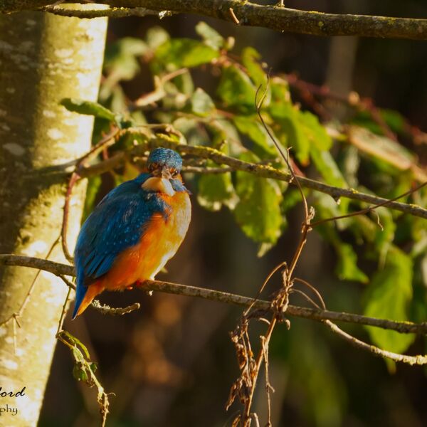 Kingfisher Stare