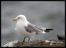 Kittiwake