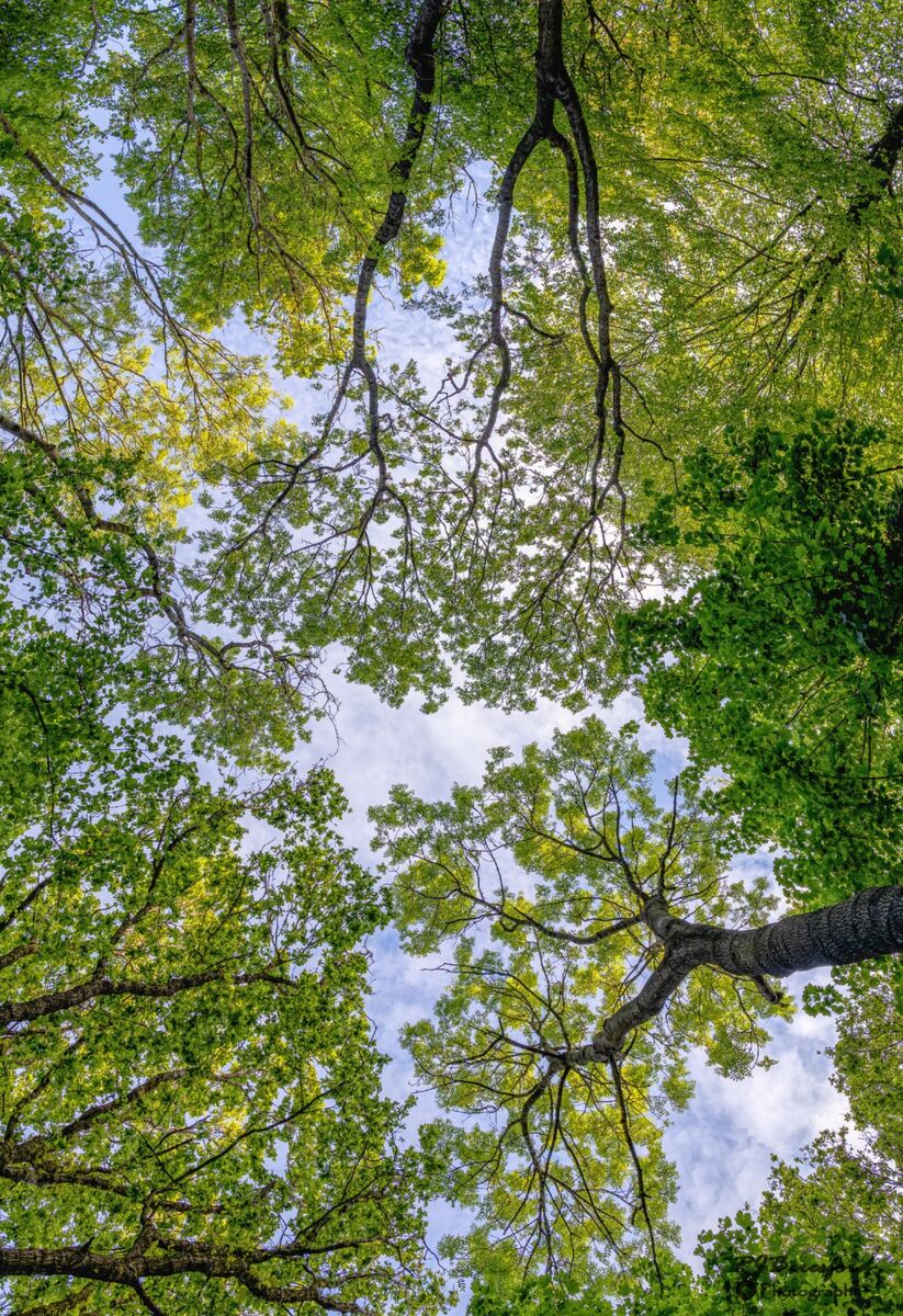Looking Up