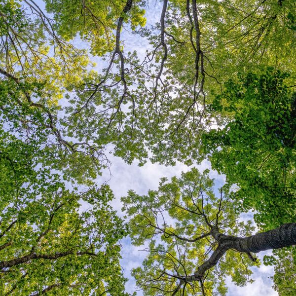 Looking Up
