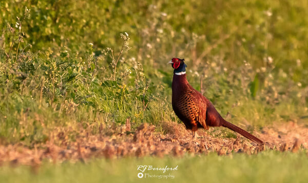 Male Pheasant