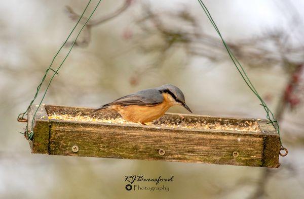 Nuthatch