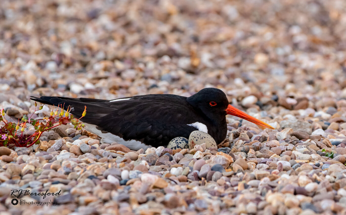 Oystercatcher