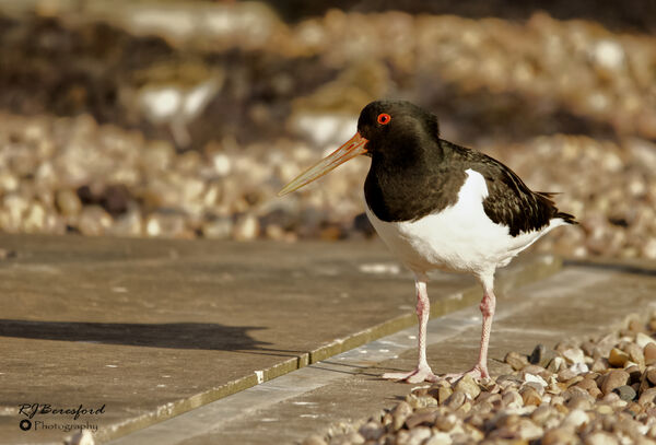 Oystercatcher