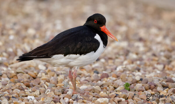 Oystercatcher