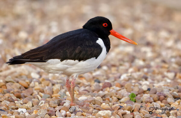 Oystercatcher