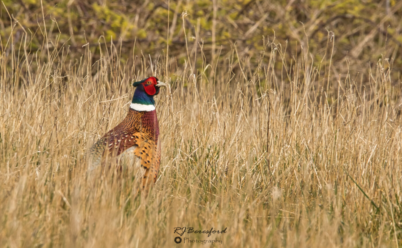 Pheasant