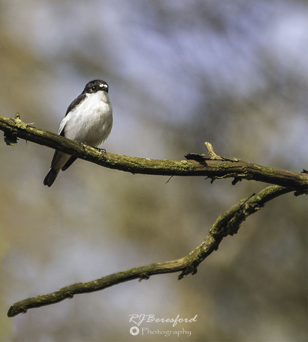 Pied Flycatcher