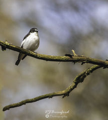 Pied Flycatcher