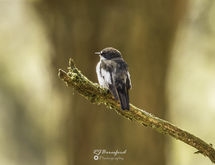 Pied Flycatcher