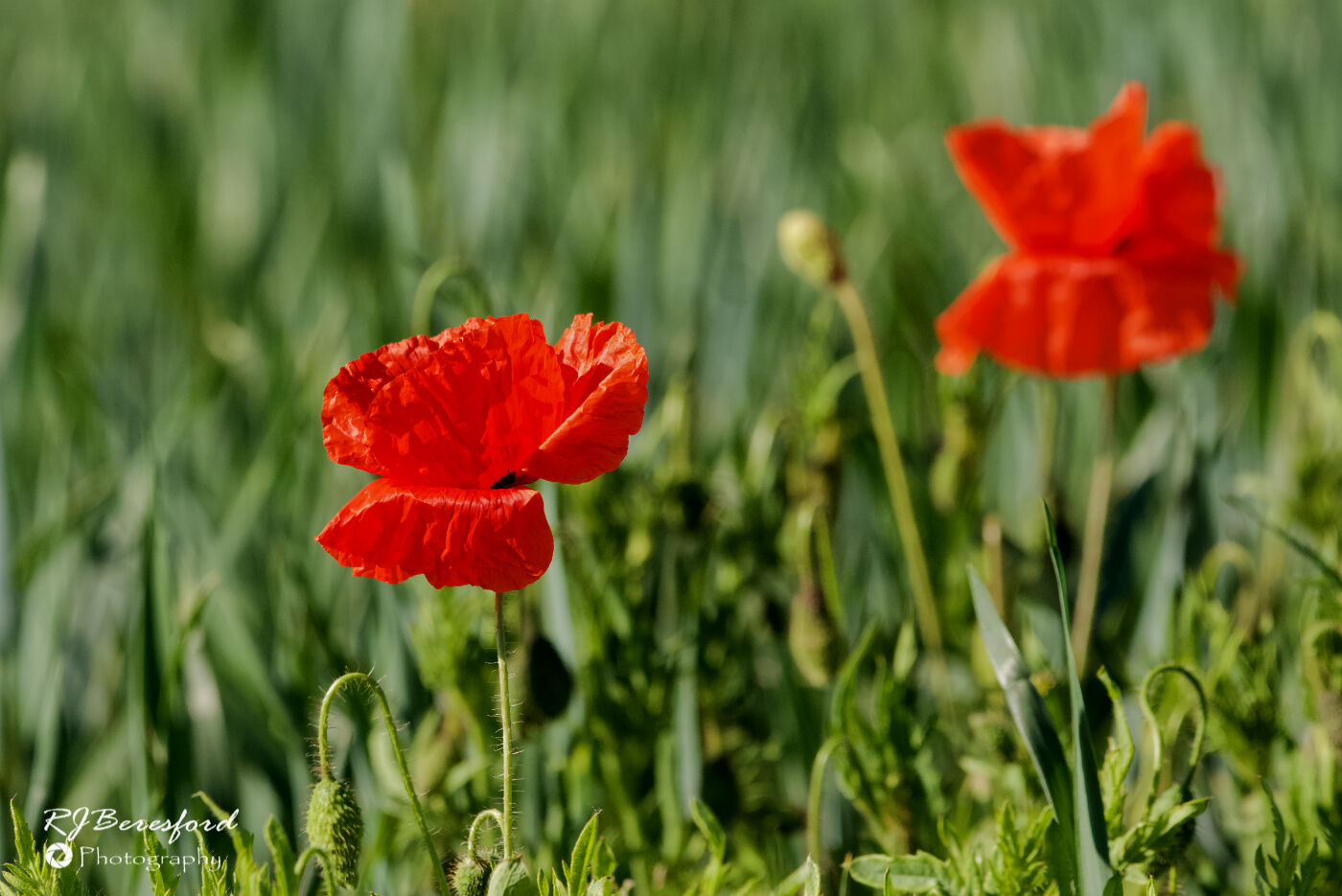 Poppies