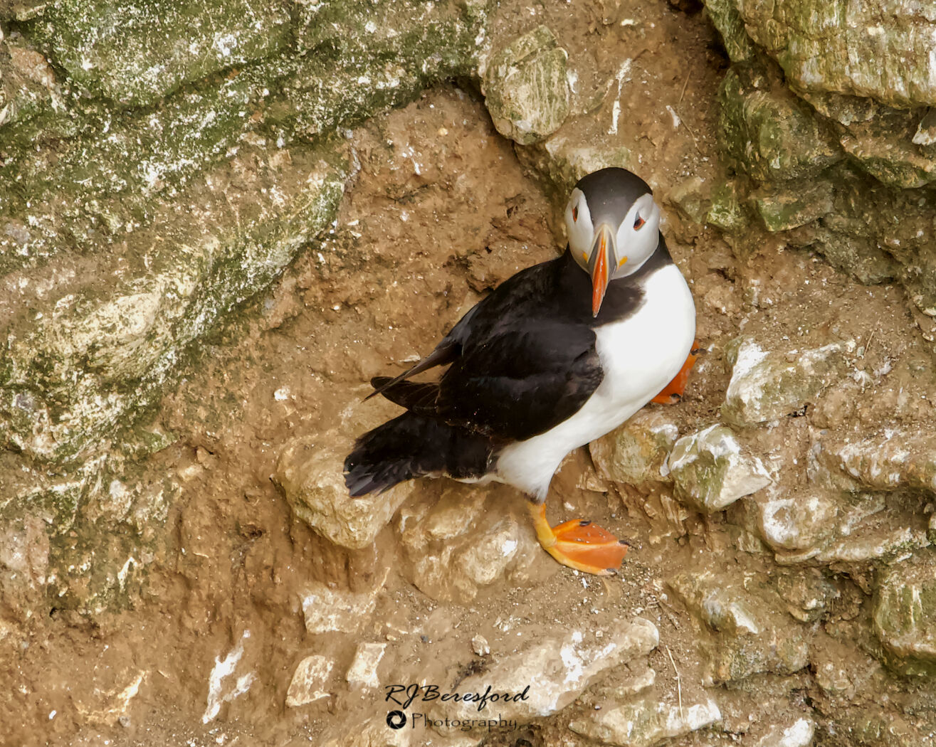 Puffin