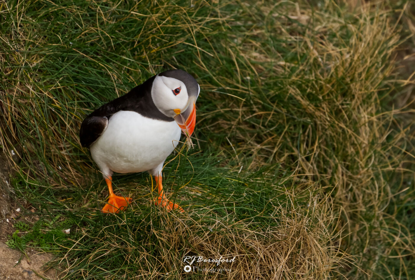 Puffin