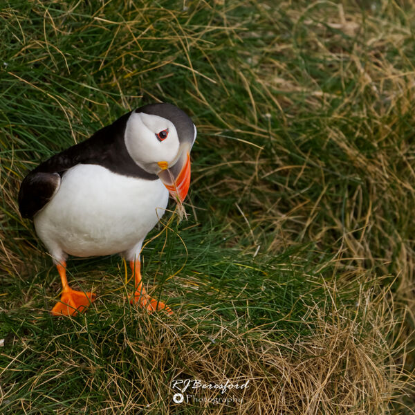 Puffin