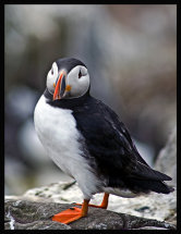 Puffin 2