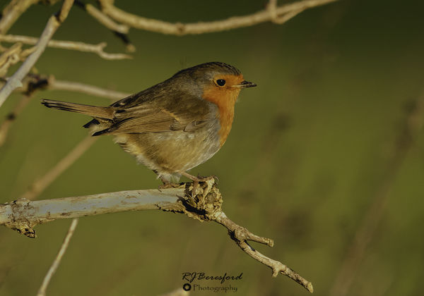 Robin