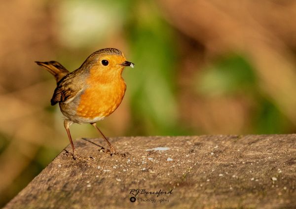 Robin Feeding