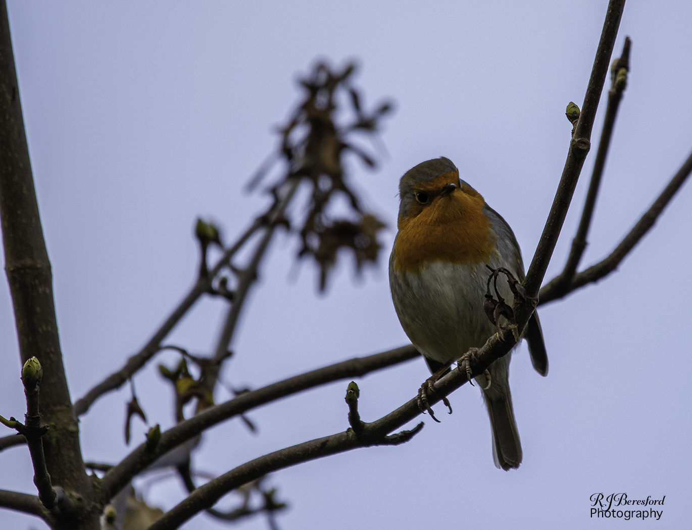 Robin Stare