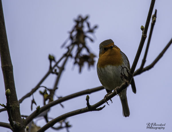Robin Stare