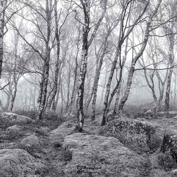Silver Birch on a Misty Morning