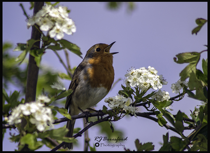 Songbird Singing