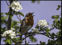Songbird Singing