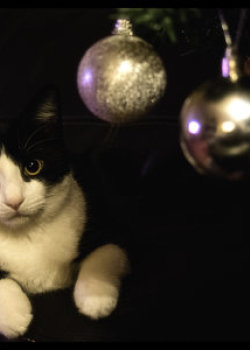 Sox & the Christmas Tree