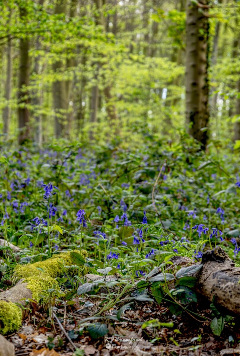 Spring Woodland