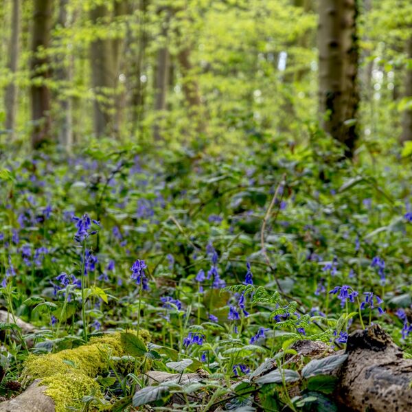 Spring Woodland