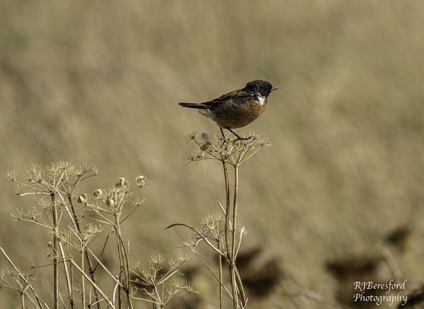 Stonechat