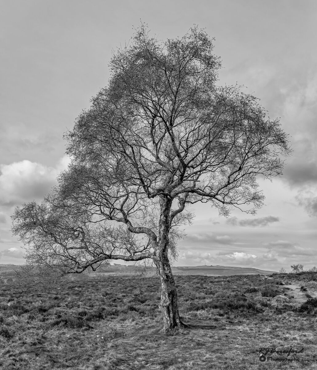 The Lone Tree
