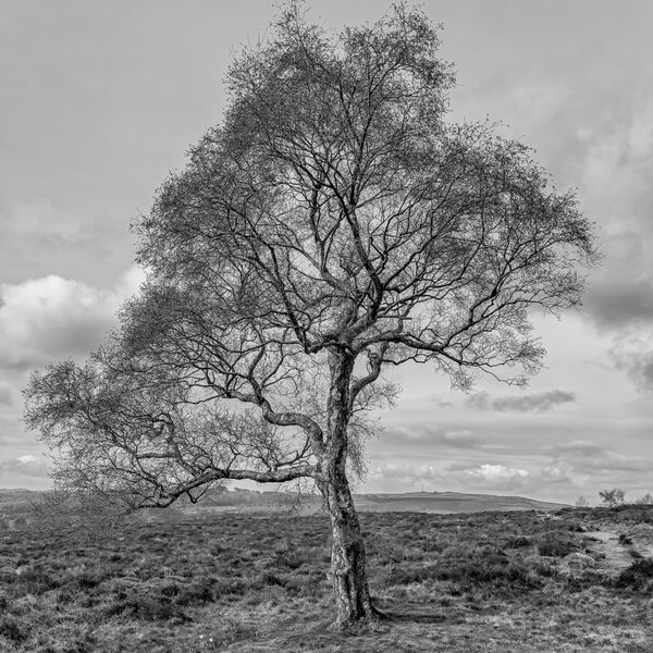 The Lone Tree