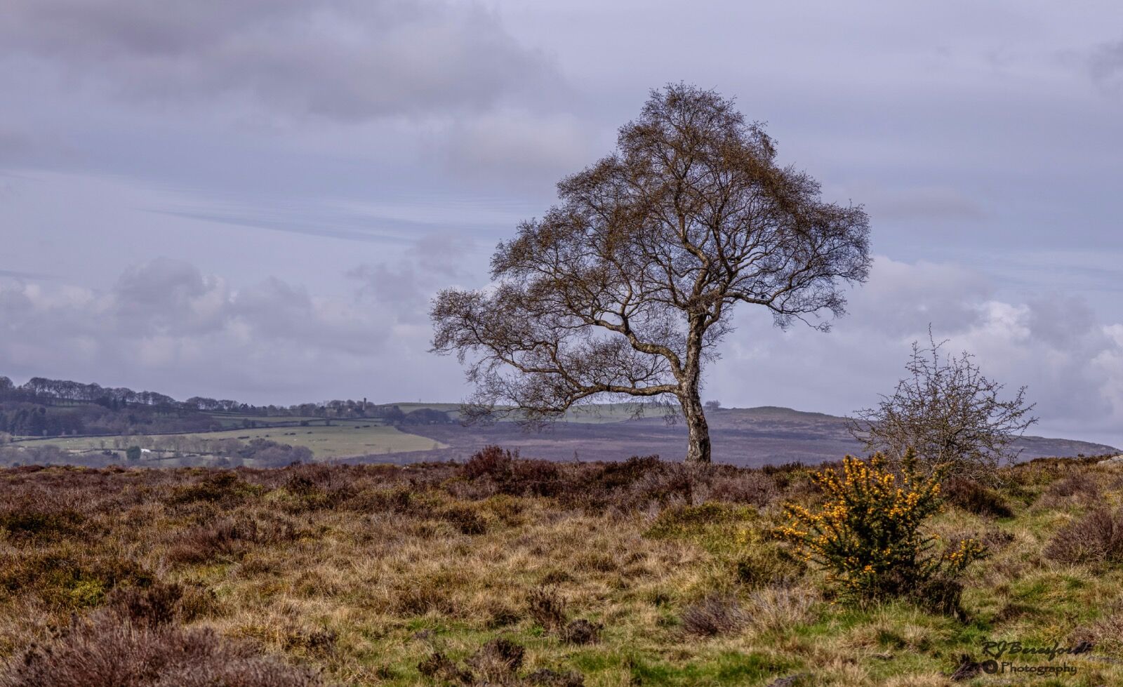 The Lone Tree and the Gorse
