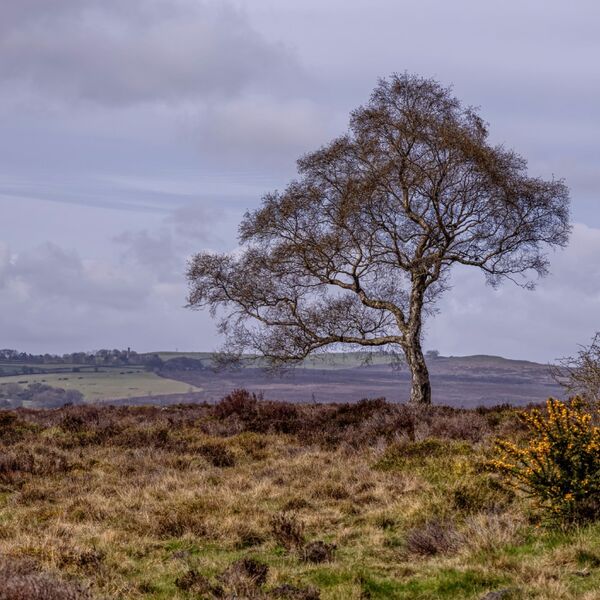 The Lone Tree and the Gorse