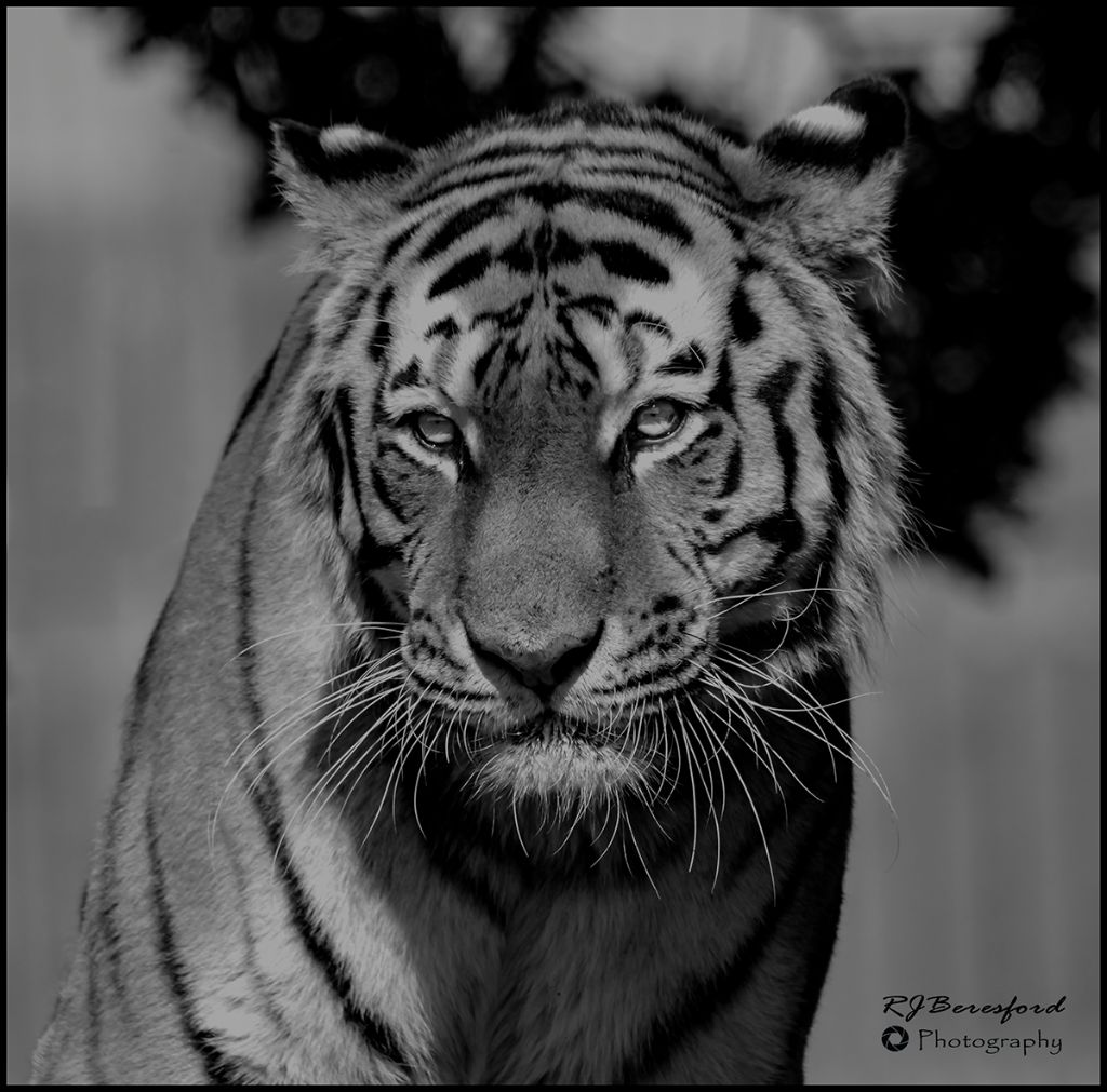 Amur Tiger