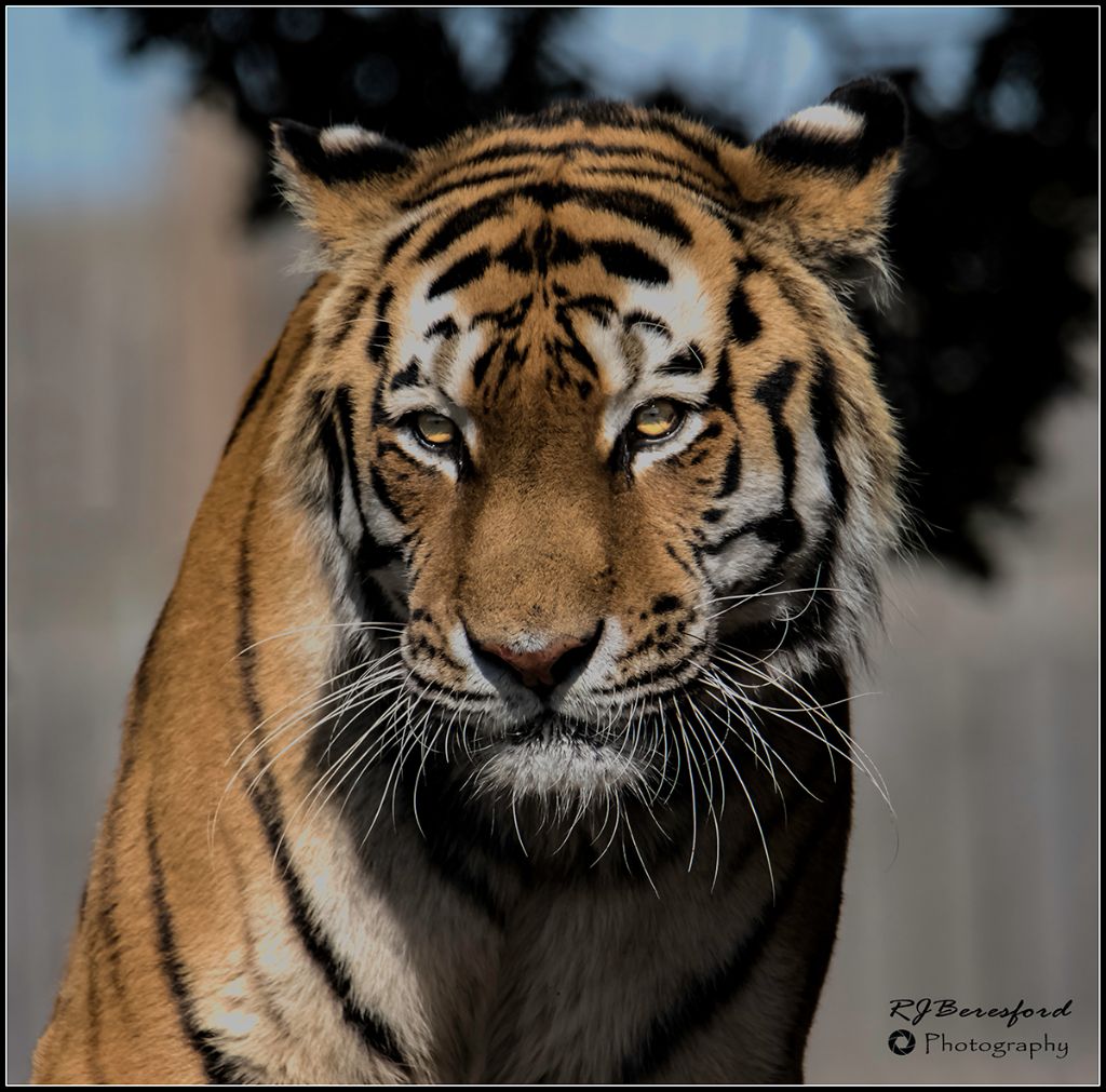 Amur Tiger 2